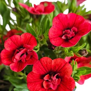 Calibrachoa Aloha Double Red 140mm