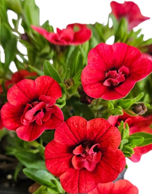 Calibrachoa Aloha Double Red 140mm