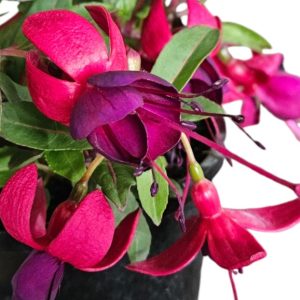 Fuchsia Blush Violet 140mm