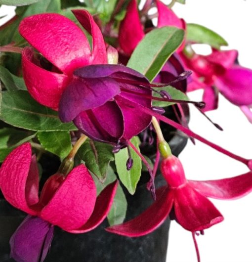 Fuchsia Blush Violet 140mm