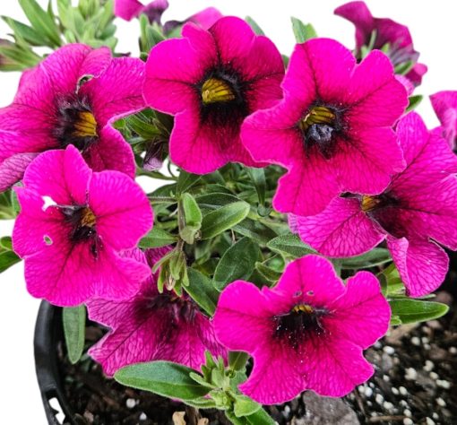 Calibrachoa Paintball Hot Pink 140mm