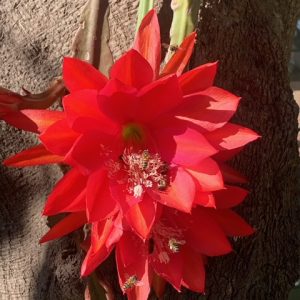 Epiphyllum Red Basket 200mm