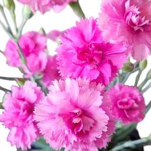 Dianthus Pink Eclipse 140mm