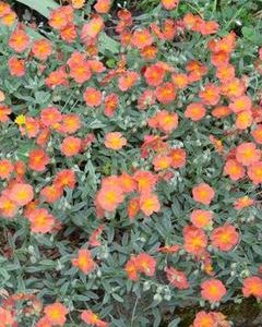 HELIANTHEMUM FIRE DRAGON SUNROSE 140MM