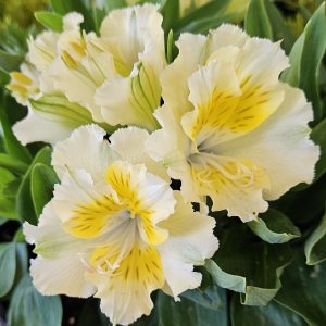 Alstroemeria Yentl 180mm