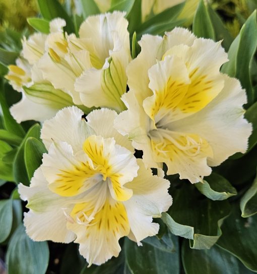 Alstroemeria Yentl 180mm