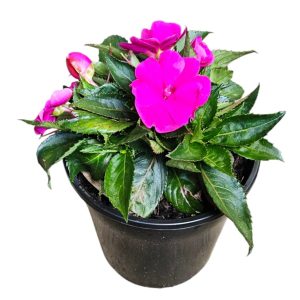 New Guinea Impatiens Pink 200mm