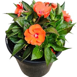 New Guinea Impatiens Orange 200mm