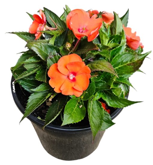 New Guinea Impatiens Orange 200mm