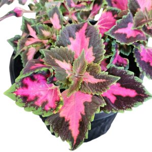 Coleus Fifth Avenue 200mm