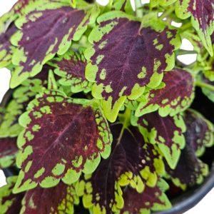 Coleus Oxford Street 200mm