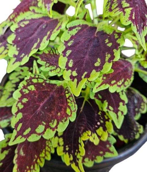 Coleus Oxford Street 200mm