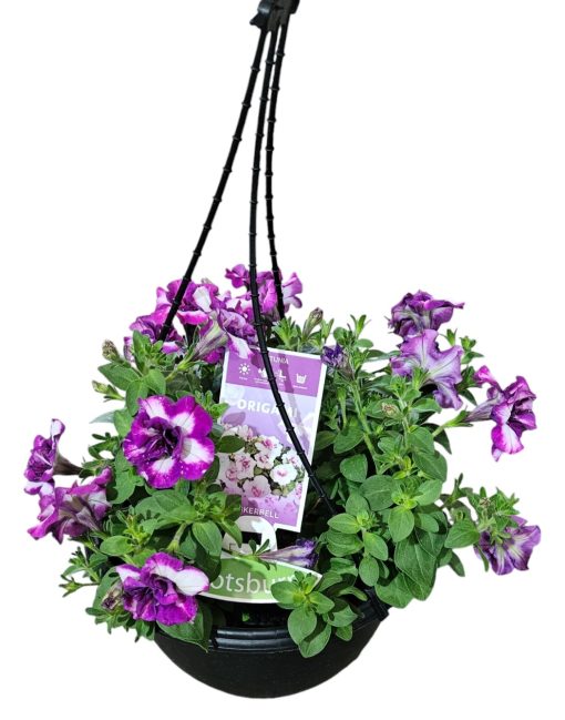 Petunia Pinkerbelle Hanging Basket 270mm