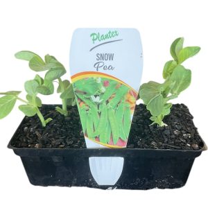 Snow Pea Punnet