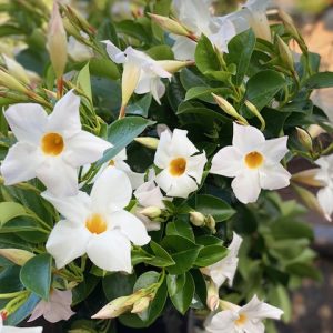 MANDEVILLA ALOHA White 150MM