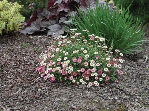 ERIGERON SEASIDE DAISY 140MM