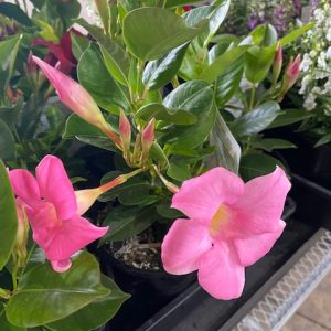 Mandevilla Pink Perfection 150mm