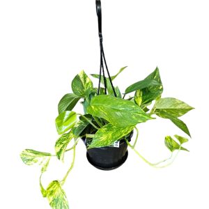 EPIPREMNUM POTHOS BASKET GREEN / GOLD DEVILS IVY HANGING BASKET 170MM