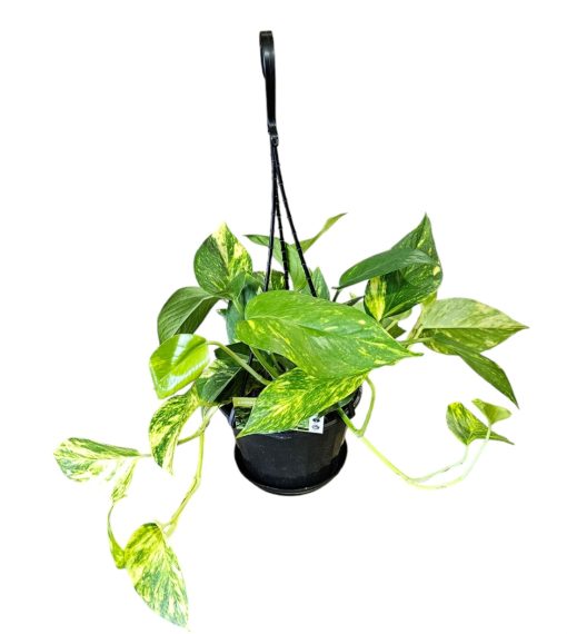 EPIPREMNUM POTHOS BASKET GREEN / GOLD DEVILS IVY HANGING BASKET 170MM