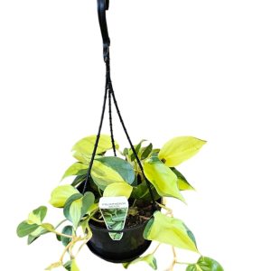 PHILODENDRON BRASIL HANGING BASKET 170mm