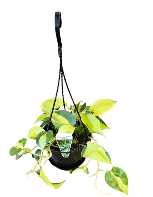 PHILODENDRON BRASIL HANGING BASKET 170mm