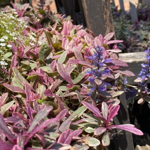 AJUGA PRINCESS NADIA 140MM