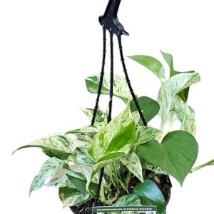 EPIPREMNUM MARBLE QUEEN HANGING BASKET 170MM