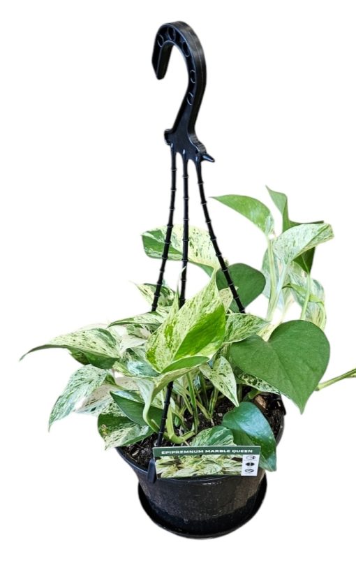 EPIPREMNUM MARBLE QUEEN HANGING BASKET 170MM