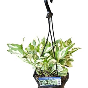 Epipremnum aureum Pearls & Jade Hanging Basket 170mm