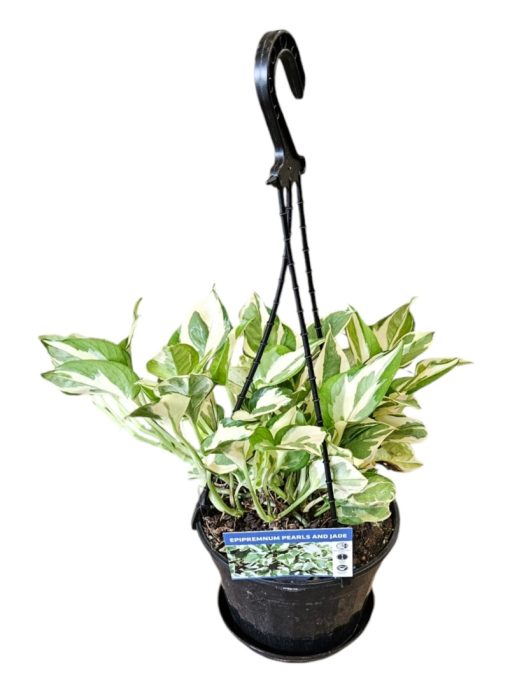 Epipremnum aureum Pearls & Jade Hanging Basket 170mm