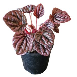 Peperomia Red Beauty 100mm