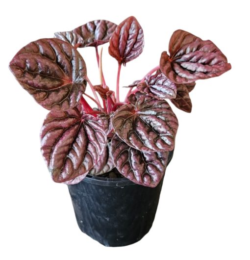 Peperomia Red Beauty 100mm