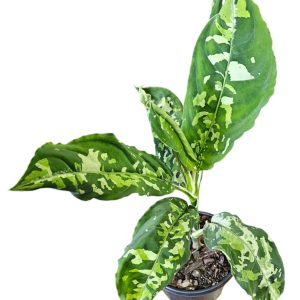 Aglaonema pictum Tricolour 130mm