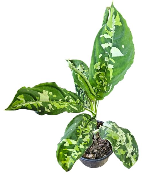 Aglaonema pictum Tricolour 130mm