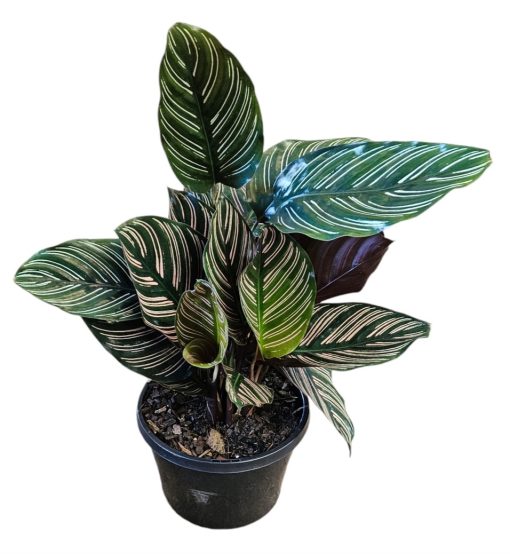 Calathea ornata sanderiana 180mm