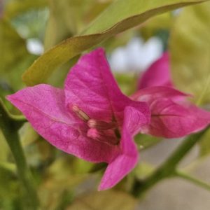 Bougainvillea Rijnstar 250mm