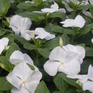 EASY COLOUR VINCA WHITE 4 Cell