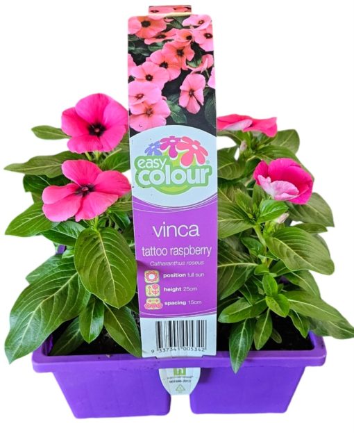 EASY COLOUR VINCA TATTOO RASPBERRY 4 CELL