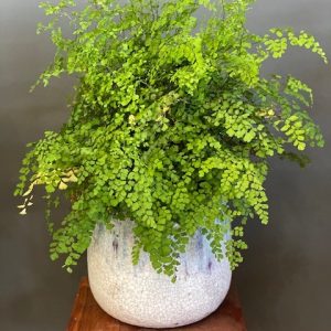 ADIANTUM FRAGRANS MAIDEN HAIR FERN MP 200MM