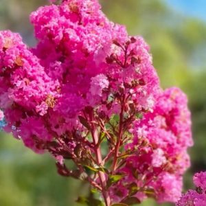 LAGERSTROEMIA SIOUX TREE FORM 25CM