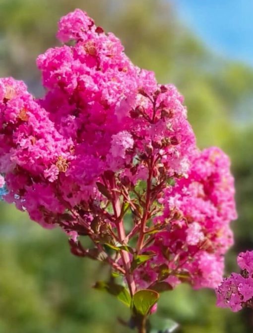 LAGERSTROEMIA SIOUX TREE FORM 25CM