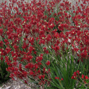 ANIGOZANTHOS BUSH FURY 140MM