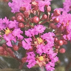 LAGERSTROEMIA PURPLE MAGIC 200MM