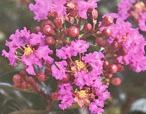 LAGERSTROEMIA PURPLE MAGIC 200MM