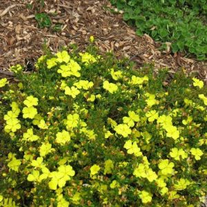 HIBBERTIA OBTUSIFOLIA 150MM