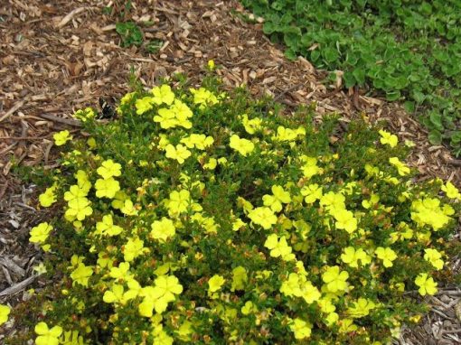 HIBBERTIA OBTUSIFOLIA 150MM