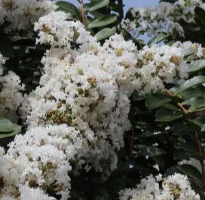 LAGERSTROMEIA NATCHEZ TREE FORM 250MM