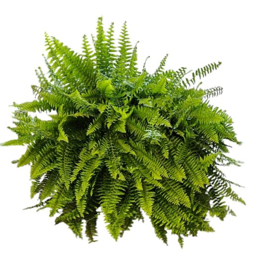 Nephrolepis exaltata BOSTON FERN BASKET 500MM