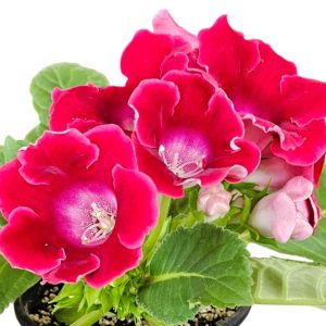 GLOXINIA CHERRY SING>E 180MM