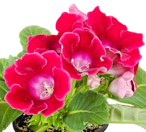 GLOXINIA CHERRY SING>E 180MM